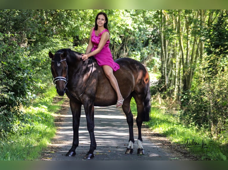 Reitbeteiligung gesucht 