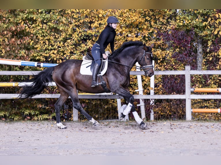 Reitbeteiligung gesucht 