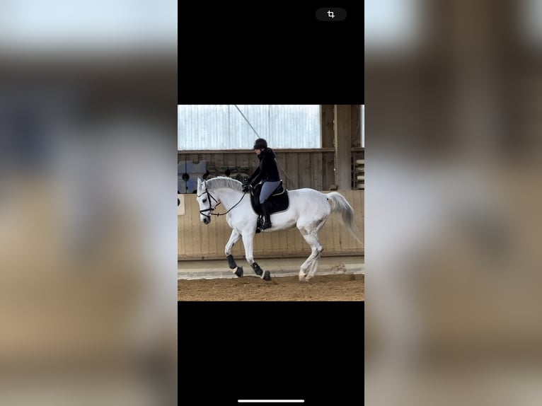Reitbeteiligung gesucht 