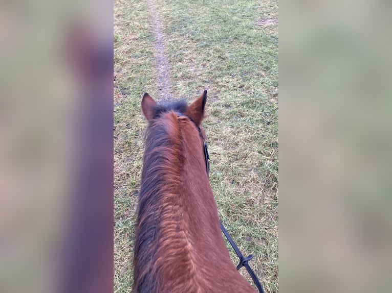 Reitbeteiligung gesucht 