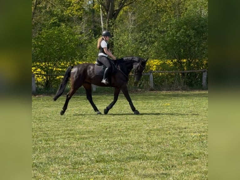 Reitbeteiligung gesucht