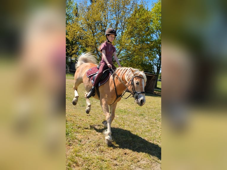 Reitbeteiligung gesucht 