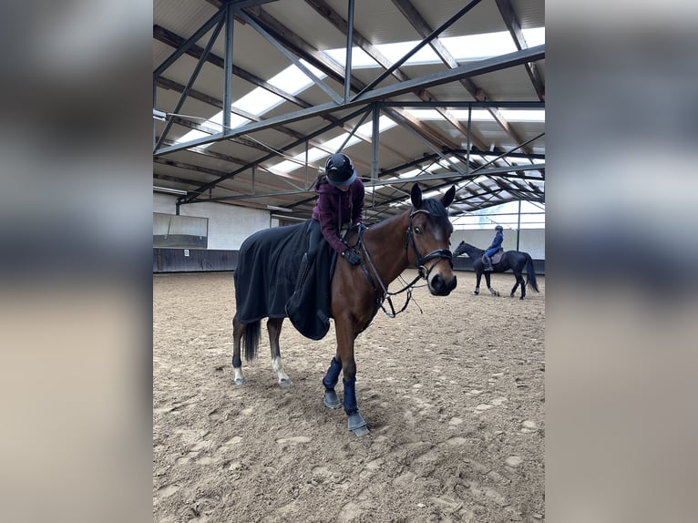 Reitbeteiligung gesucht