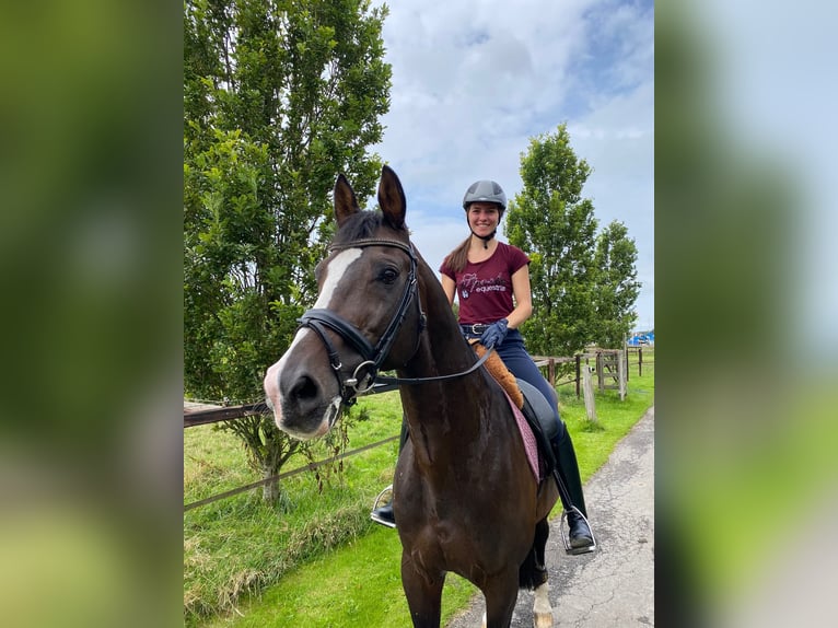 Reitbeteiligung gesucht
