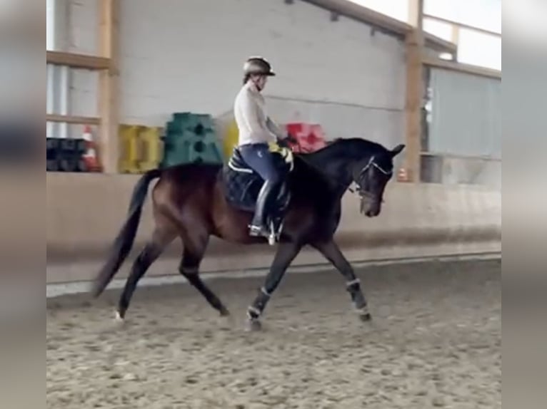 Reitbeteiligung gesucht 