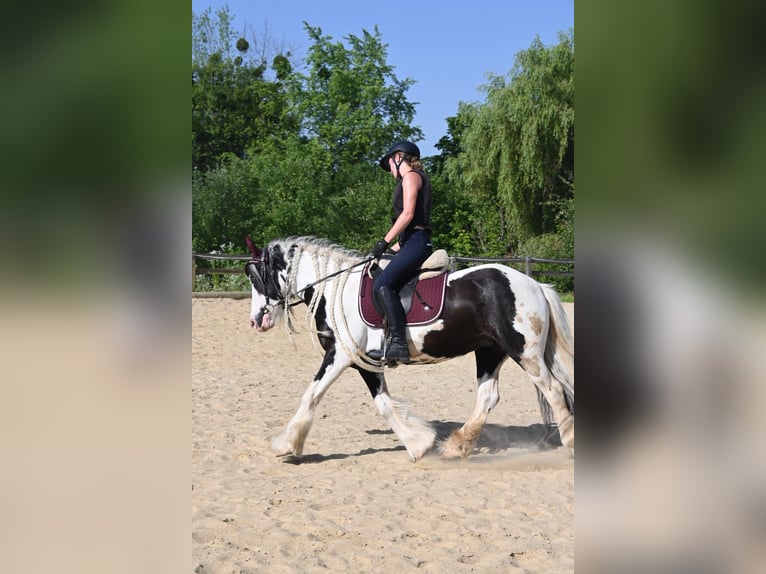 Reitbeteiligung gesucht
