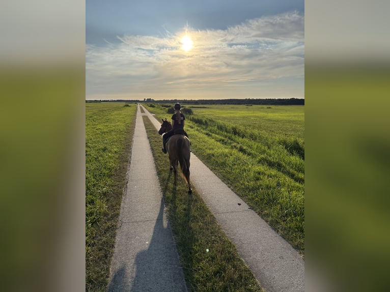 Reitbeteiligung gesucht