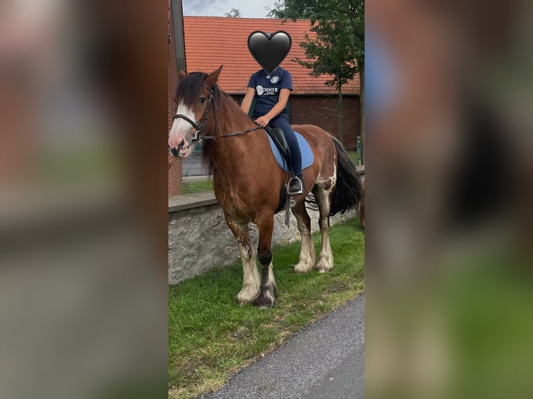 Reitbeteiligung gesucht 