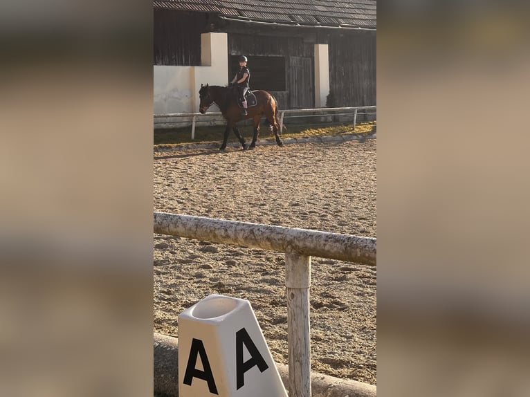 Reitbeteiligung gesucht