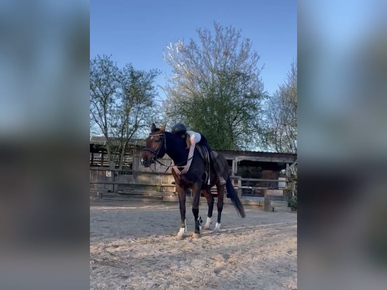 Reitbeteiligung gesucht