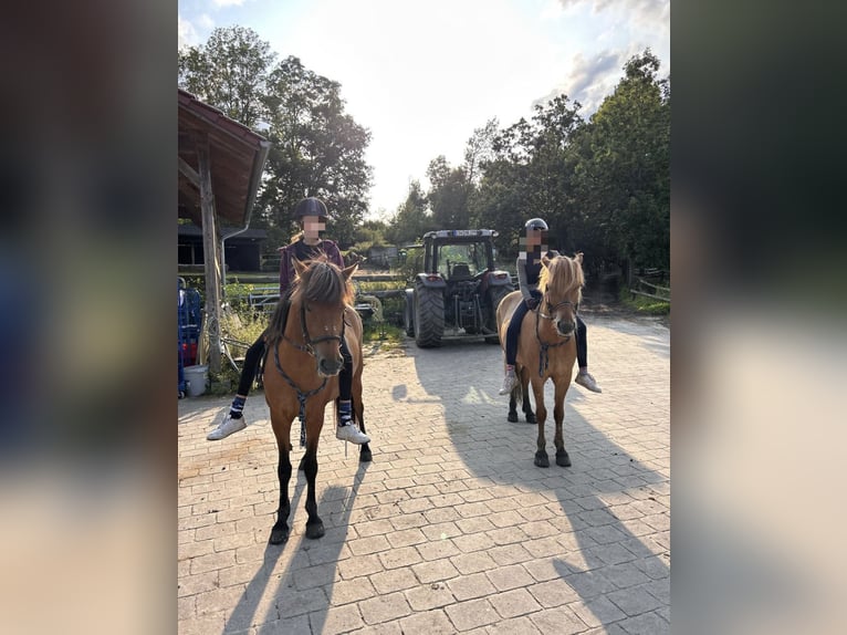 Reitbeteiligung gesucht 