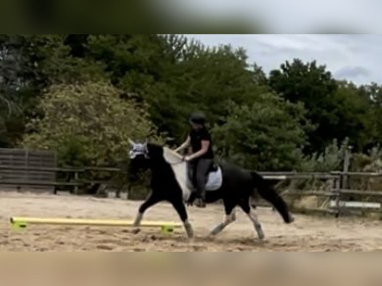 Reitbeteiligung gesucht
