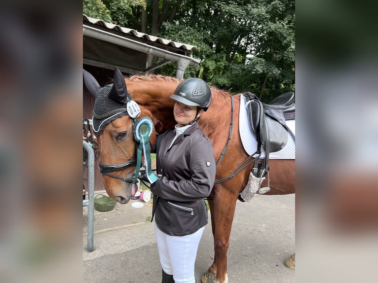 Reitbeteiligung gesucht