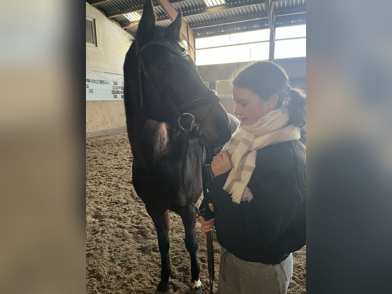 Reitbeteiligung gesucht