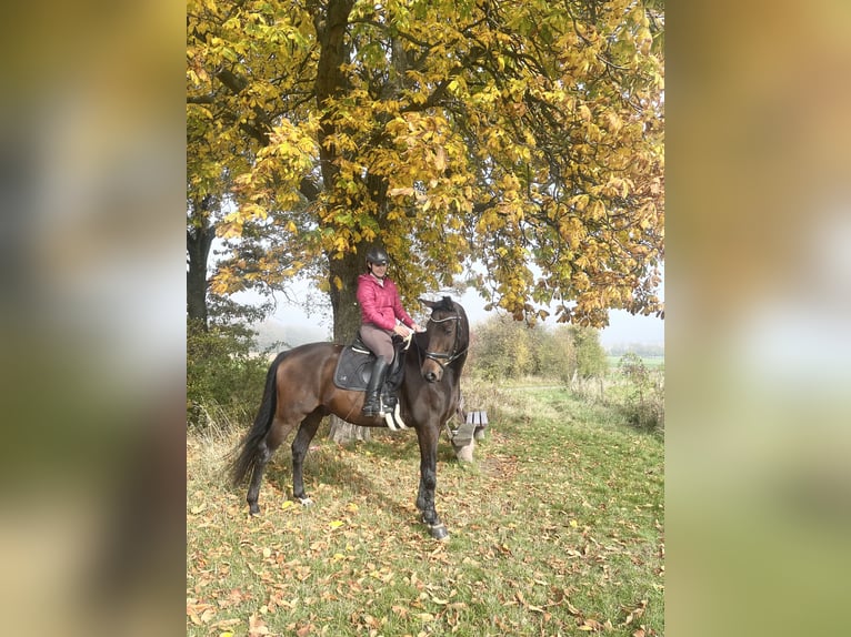 Reitbeteiligung gesucht 