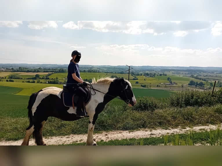 Reitbeteiligung gesucht