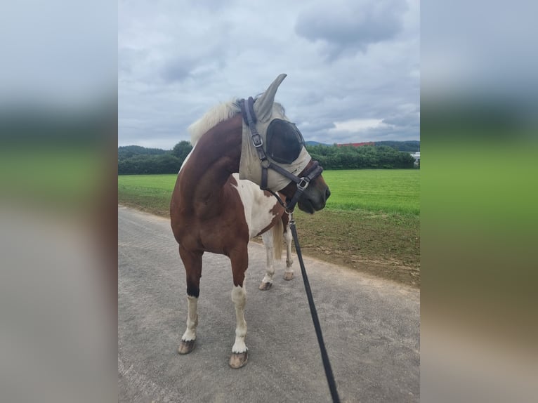 Reitbeteiligung gesucht