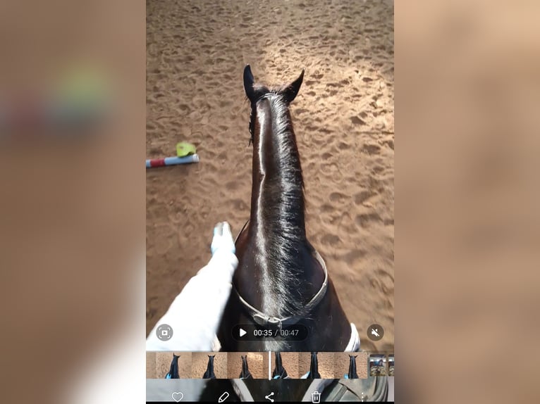 Reitbeteiligung gesucht Reitbeteiligung gesucht