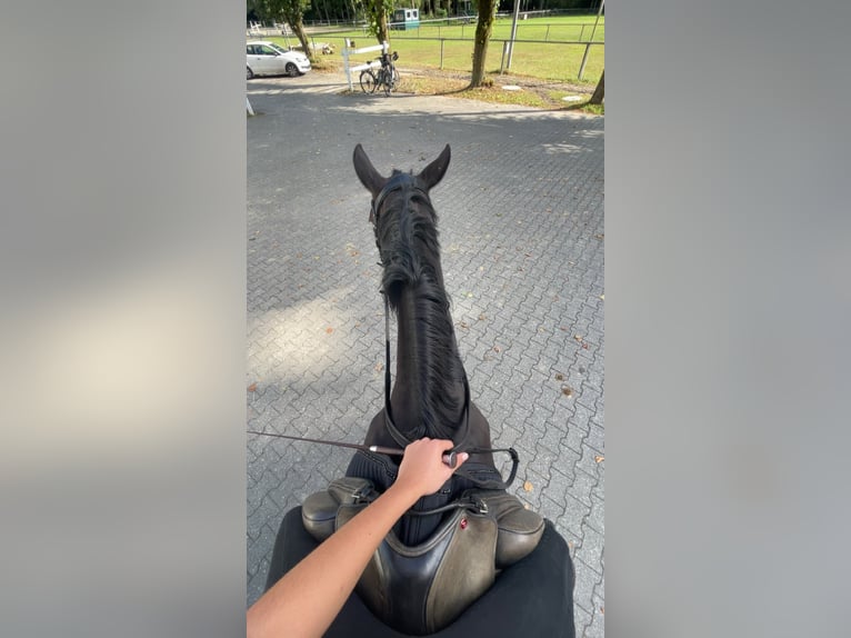 Reitbeteiligung gesucht