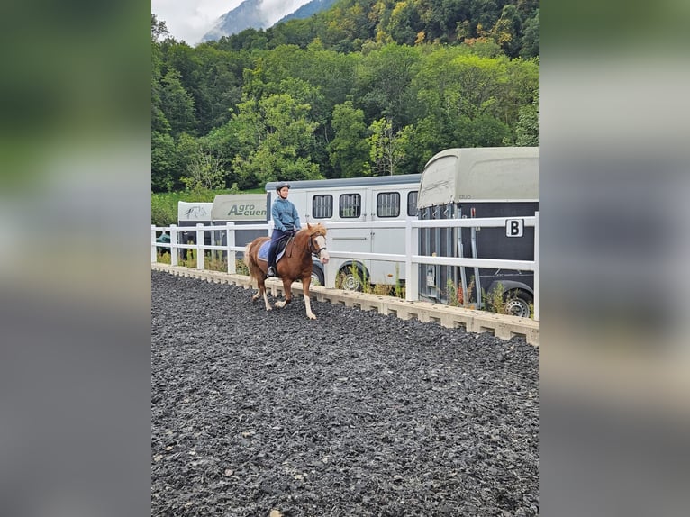 Reitbeteiligung gesucht! Reitbeteiligung gesucht!