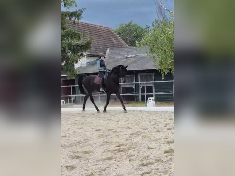 Reitbeteiligung gesucht