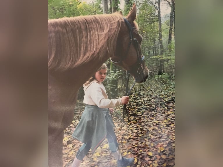 Reitbeteiligung gesucht