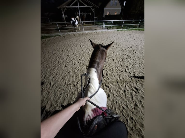 Reitbeteiligung gesucht