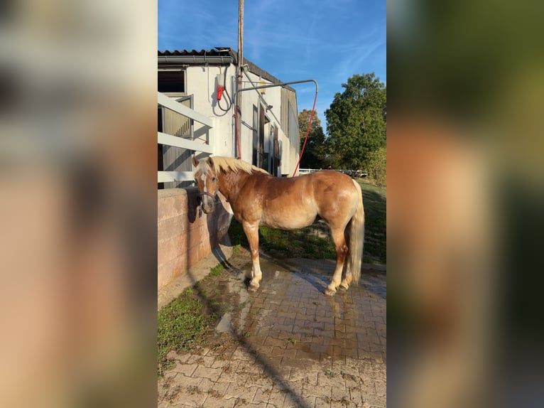 Reitbeteiligung im Raum Stuttgart gesucht