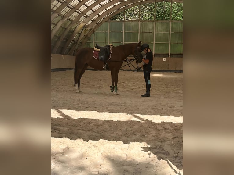 Reitbeteiligung in Baden-Baden gesucht