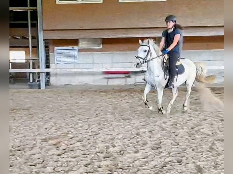 Reitbeteiligung in Berlin gesucht  Reitbeteiligung in Berlin gesucht