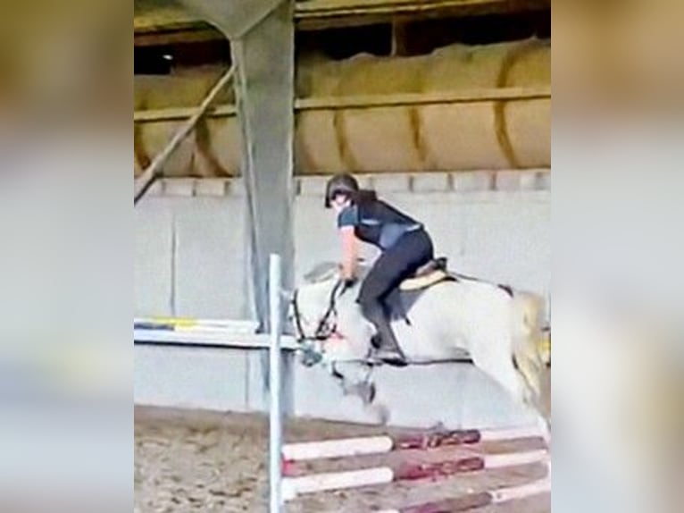 Reitbeteiligung in Berlin gesucht  Reitbeteiligung in Berlin gesucht