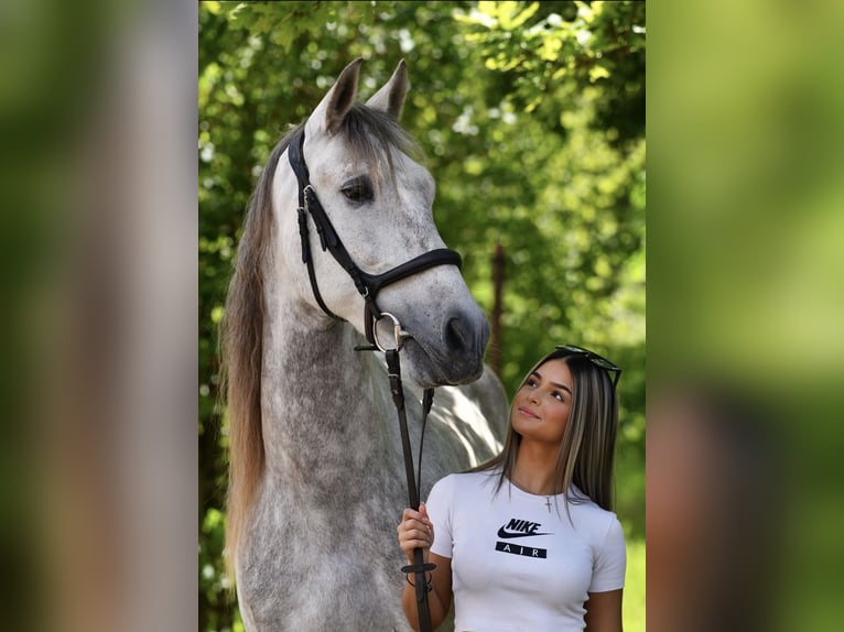 Reitbeteiligung in Dreieich gesucht (Reiter sucht Pferd)