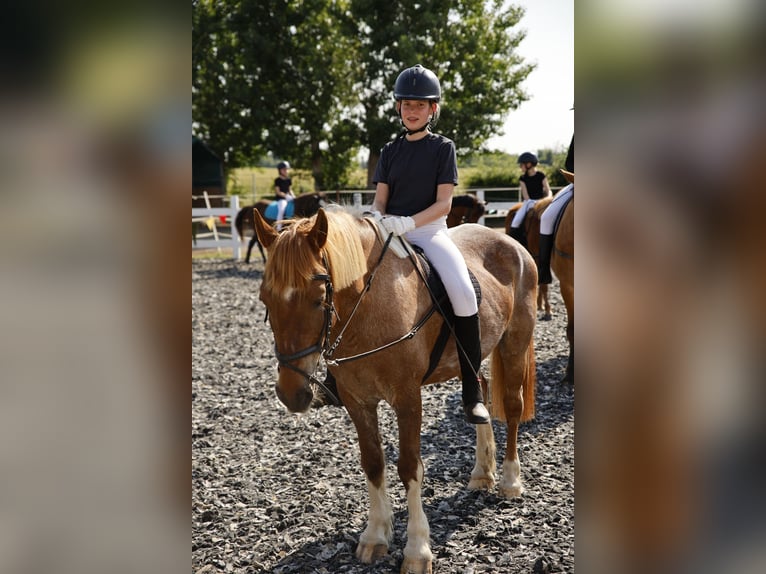 Reitbeteiligung in Leipzig gesucht