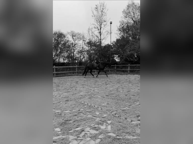 Reitbeteiligung/ Lehrmeister/ kleine Reitschule/ Unterricht