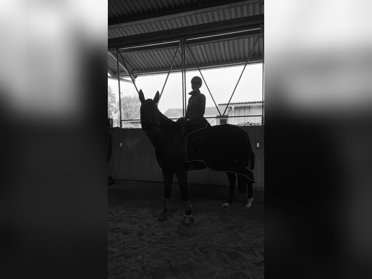 Reitbeteiligung/ Lehrmeister/ kleine Reitschule/ Unterricht