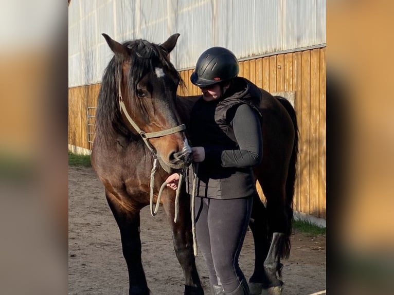 Reitbeteiligung (Mensch sucht Fellnase)