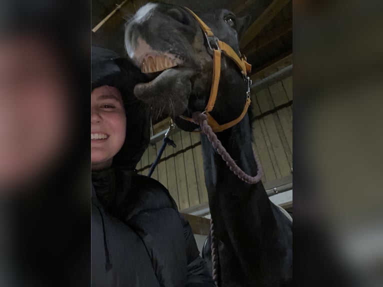 Reitbeteiligung (Mensch sucht Fellnase)