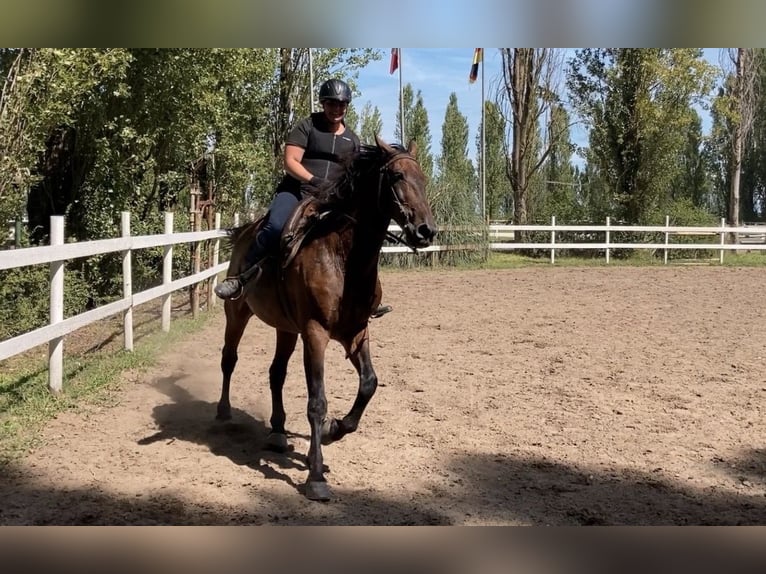 Reitbeteiligung (Mensch sucht Fellnase)
