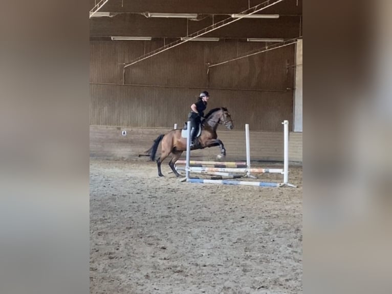 Reitbeteiligung (Mensch sucht Fellnase)