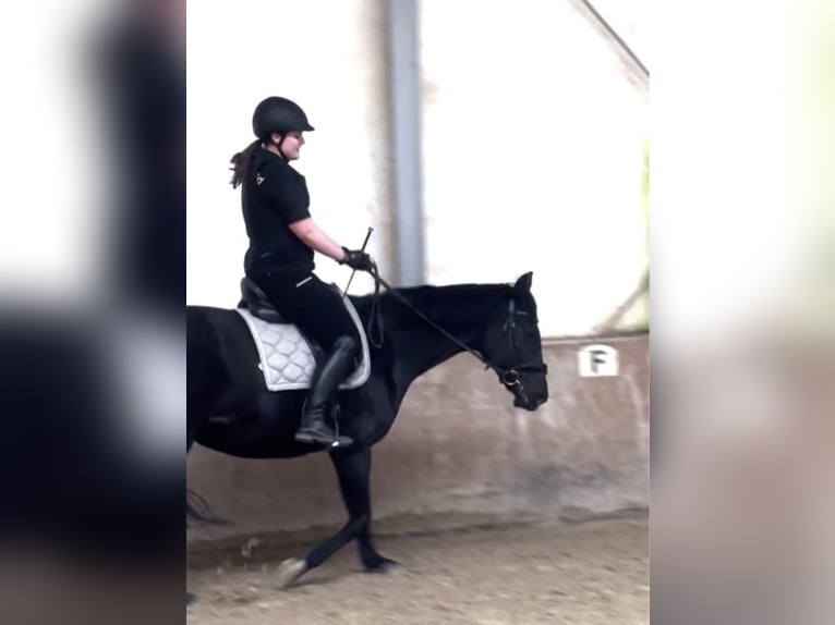 Reitbeteiligung (Mensch sucht Fellnase)