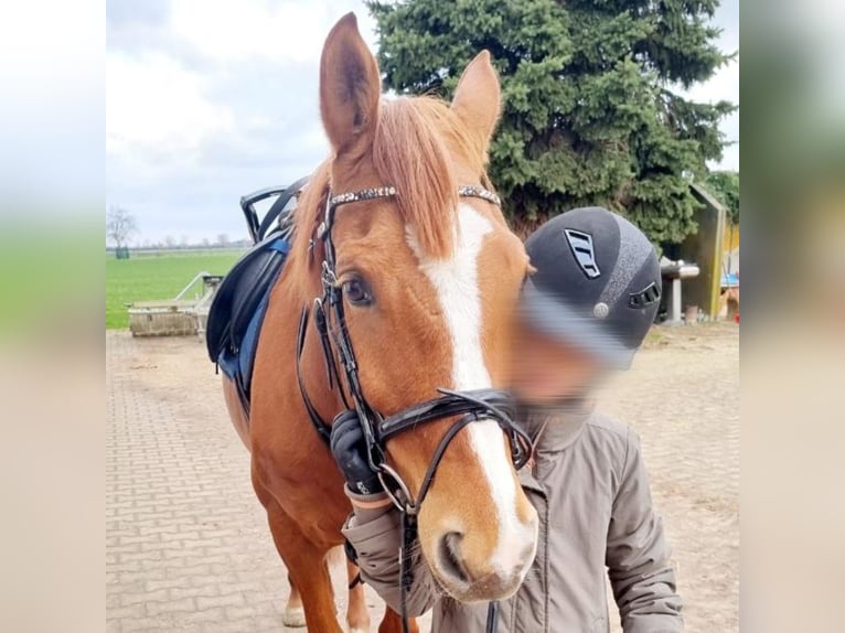 Reitbeteiligung Mensch sucht Pferd