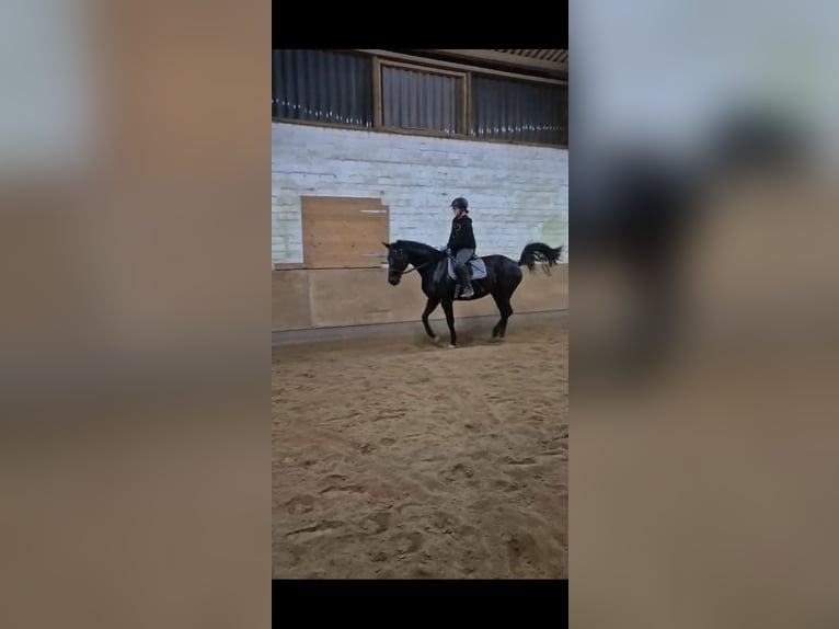 Reitbeteiligung Mensch sucht Pferd