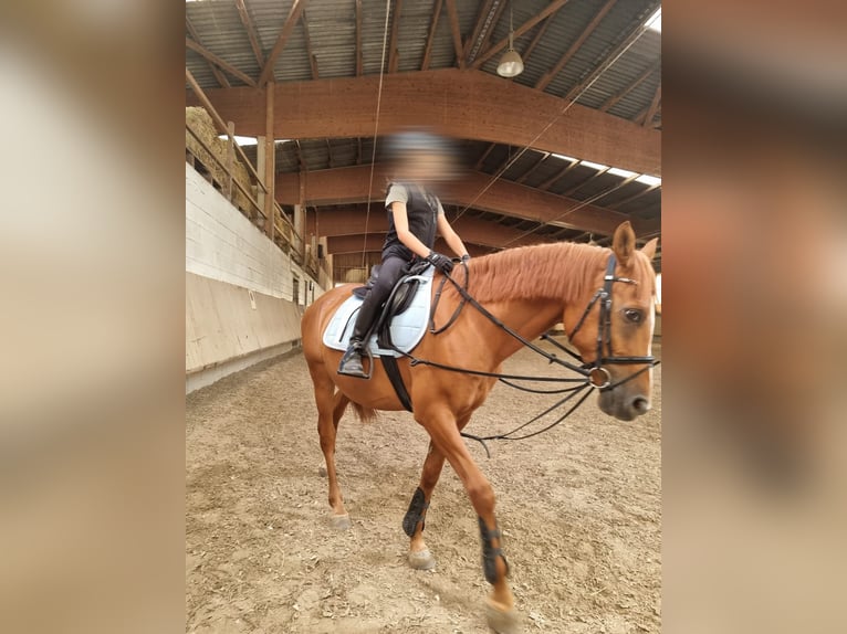 Reitbeteiligung Mensch sucht Pferd