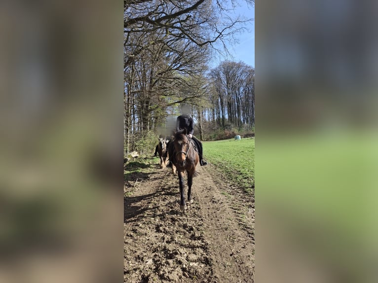 Reitbeteiligung (Mensch sucht Pferd)