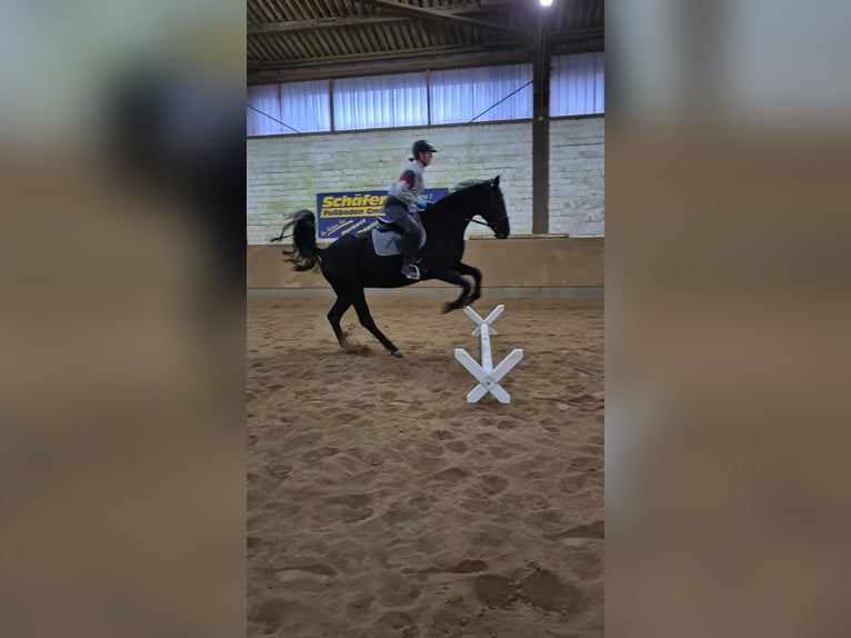Reitbeteiligung Mensch sucht Pferd