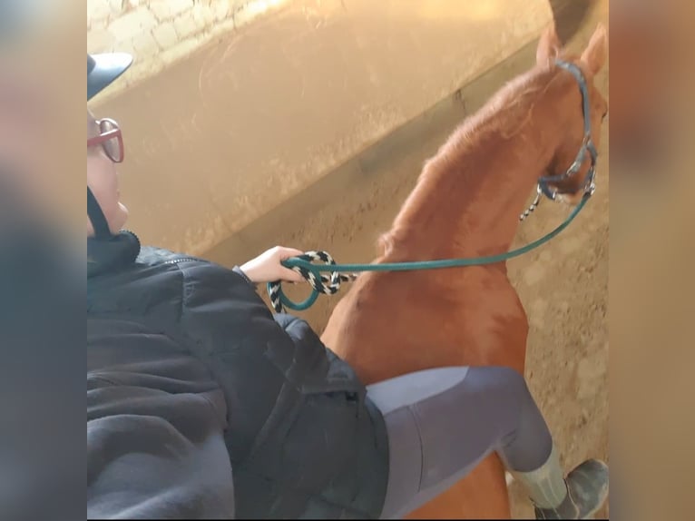 Reitbeteiligung Mensch sucht Pferd
