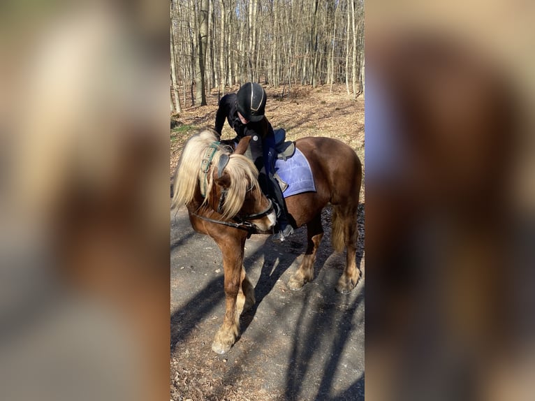 Reitbeteiligung (Mensch sucht Pferd)