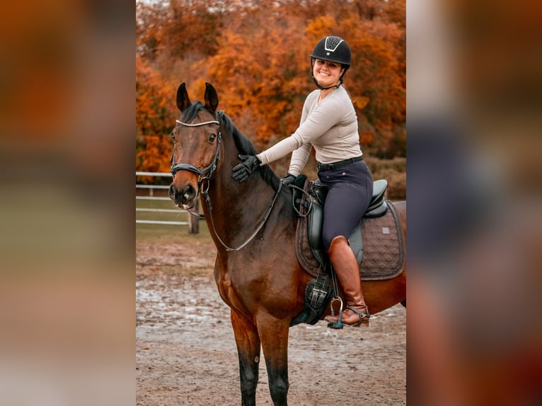 Reitbeteiligung mit Aussicht auf Turniervorstellung gesucht 