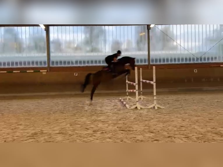 Reitbeteiligung mit Aussicht auf Turniervorstellung gesucht 