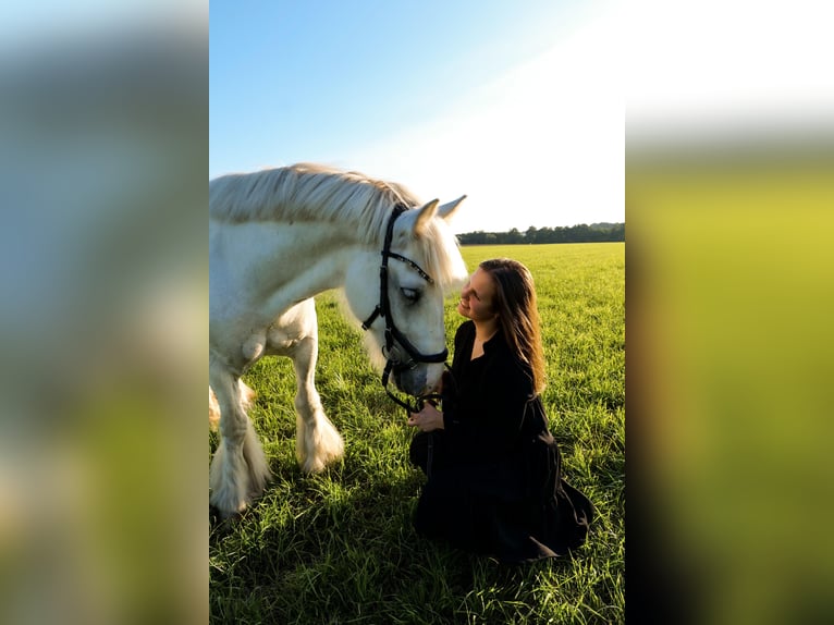 Reitbeteiligung mit Aussicht auf Turniervorstellung gesucht 